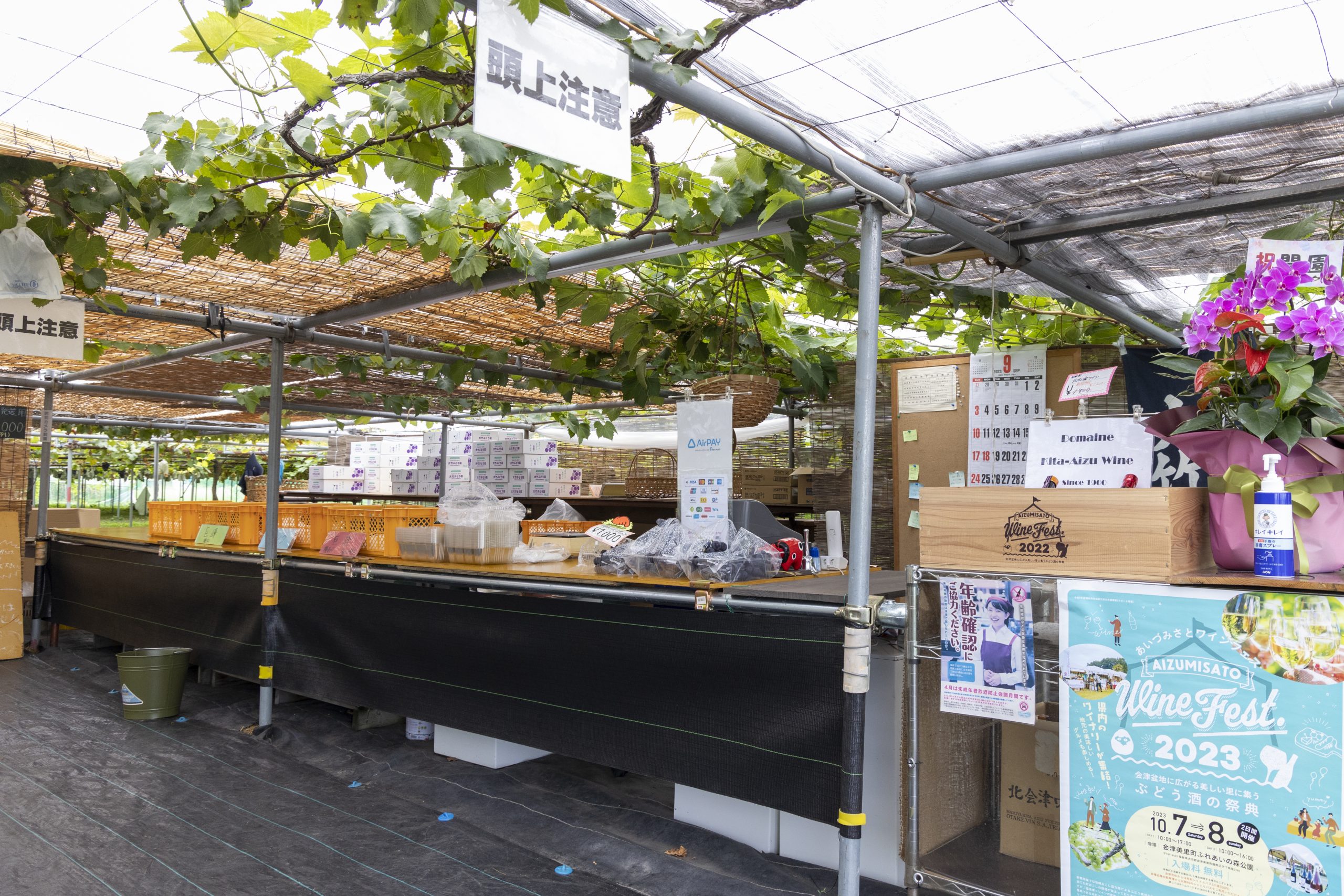 大竹ぶどう園 地方発送・贈答用