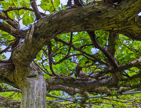 会津若松でぶどうの収穫体験や食べ放題をするなら｜北会津ワイン醸造｜大竹ぶどう園