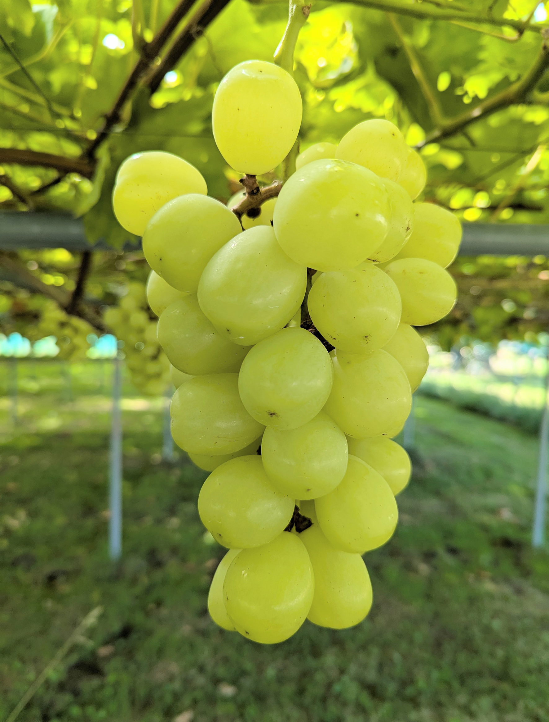 大竹ぶどう園 品種