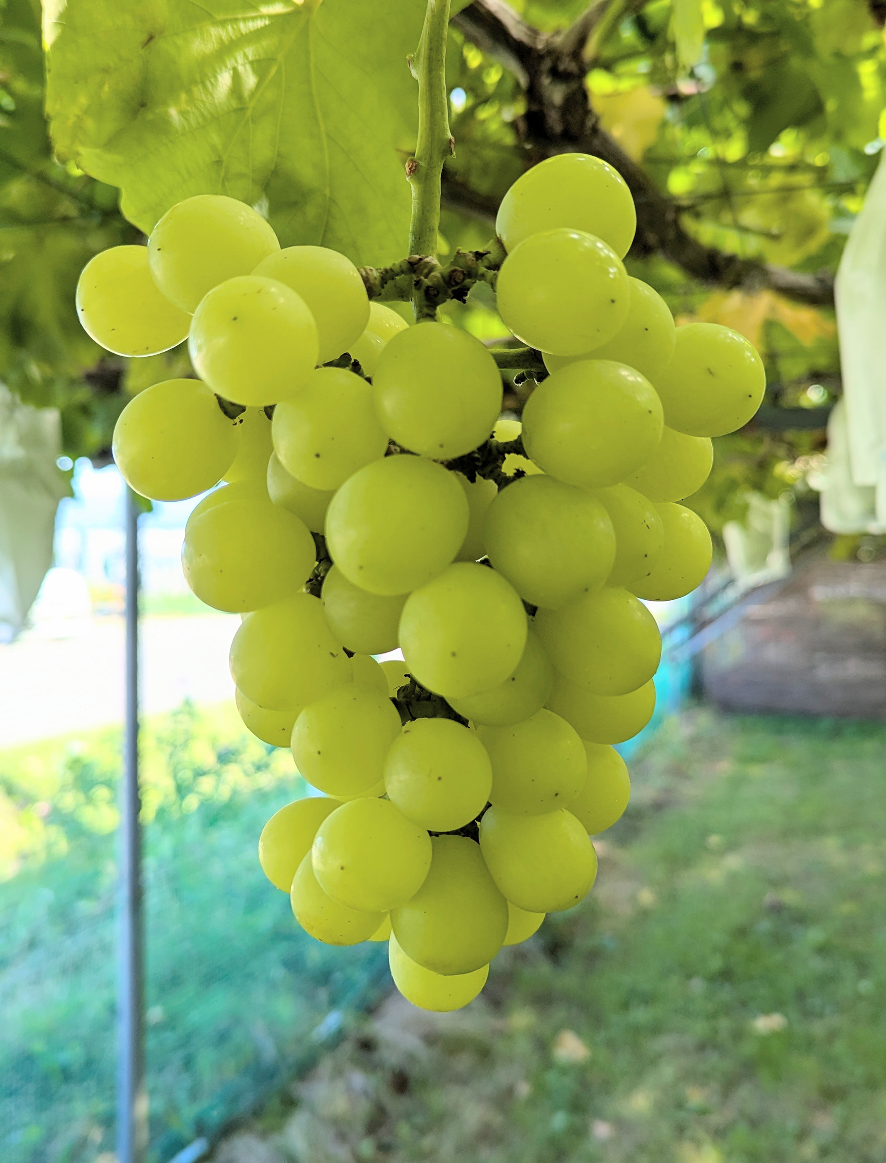 大竹ぶどう園 品種